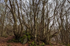 MVIMG_20200216_133316